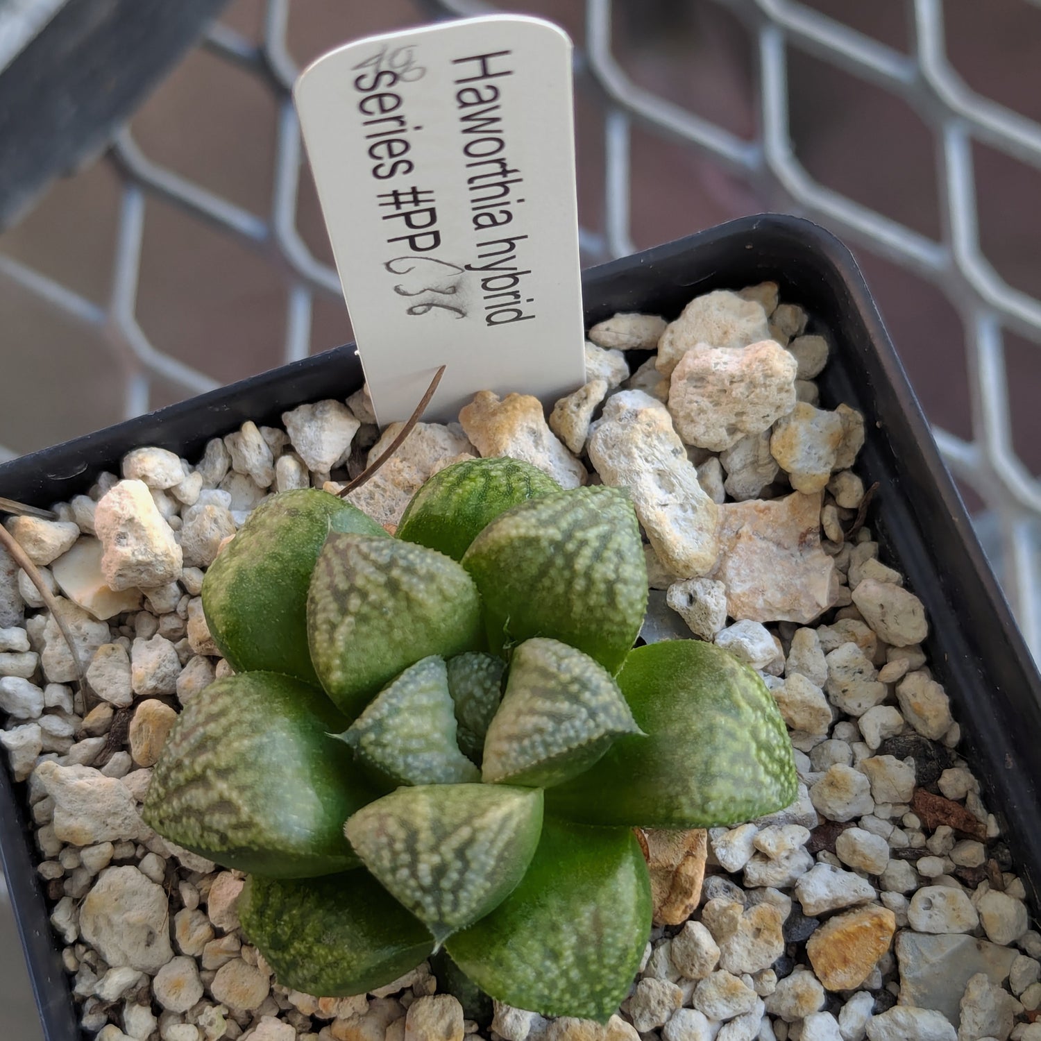 Haworthia PP636 hybrid series #48