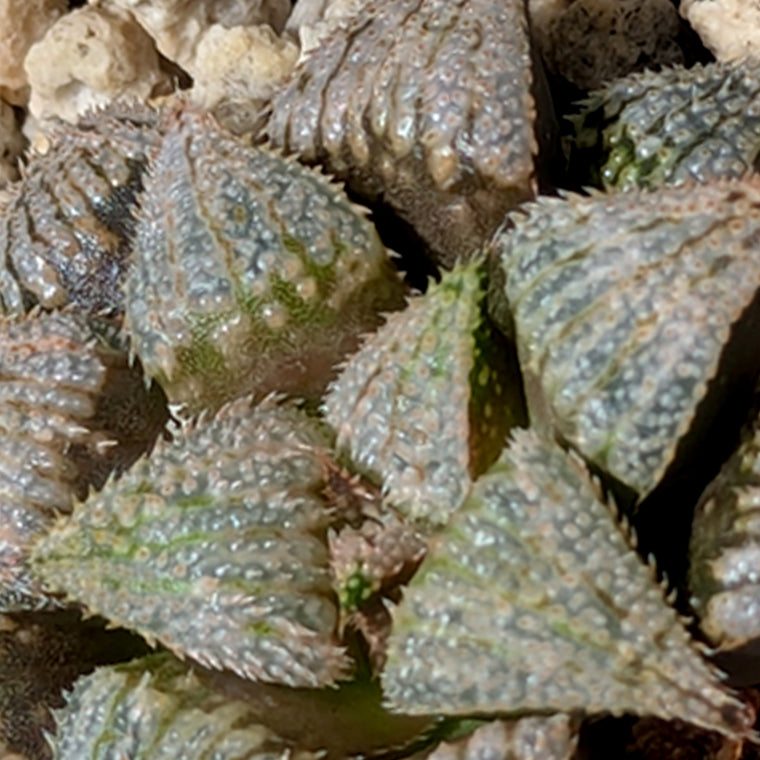 Haworthia  hybrid series PP611  #48