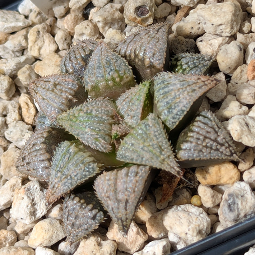 Haworthia  hybrid series PP611  #48