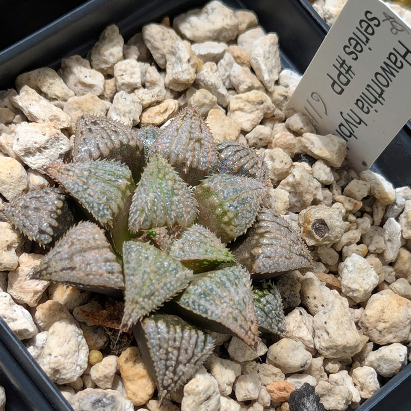 Haworthia  hybrid series PP611  #48