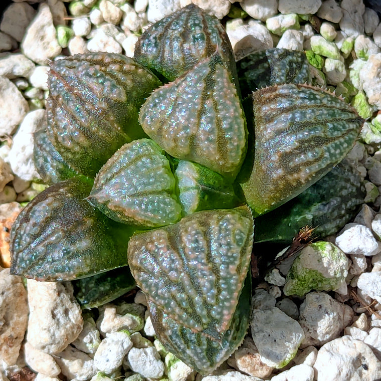 Haworthia 