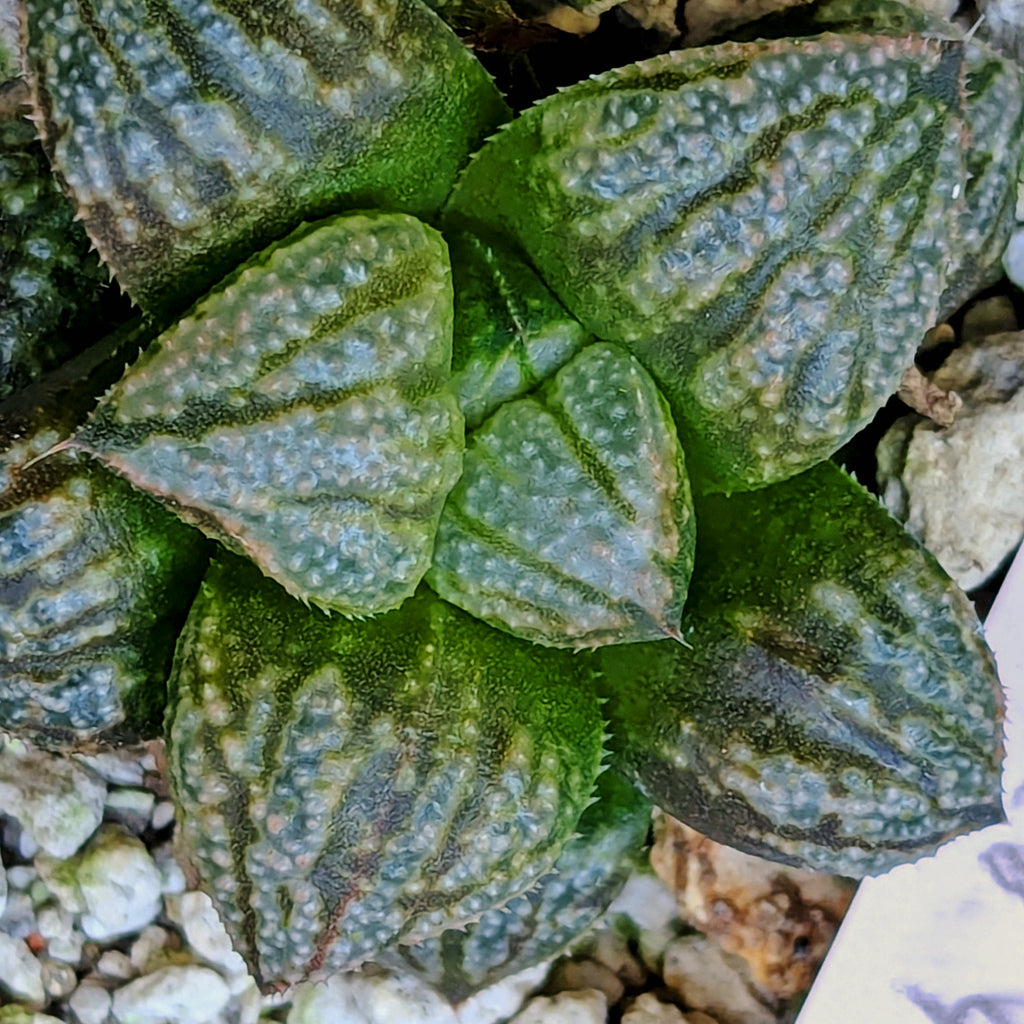 Haworthia "TetraTreasures" PP628 hybrid series #48