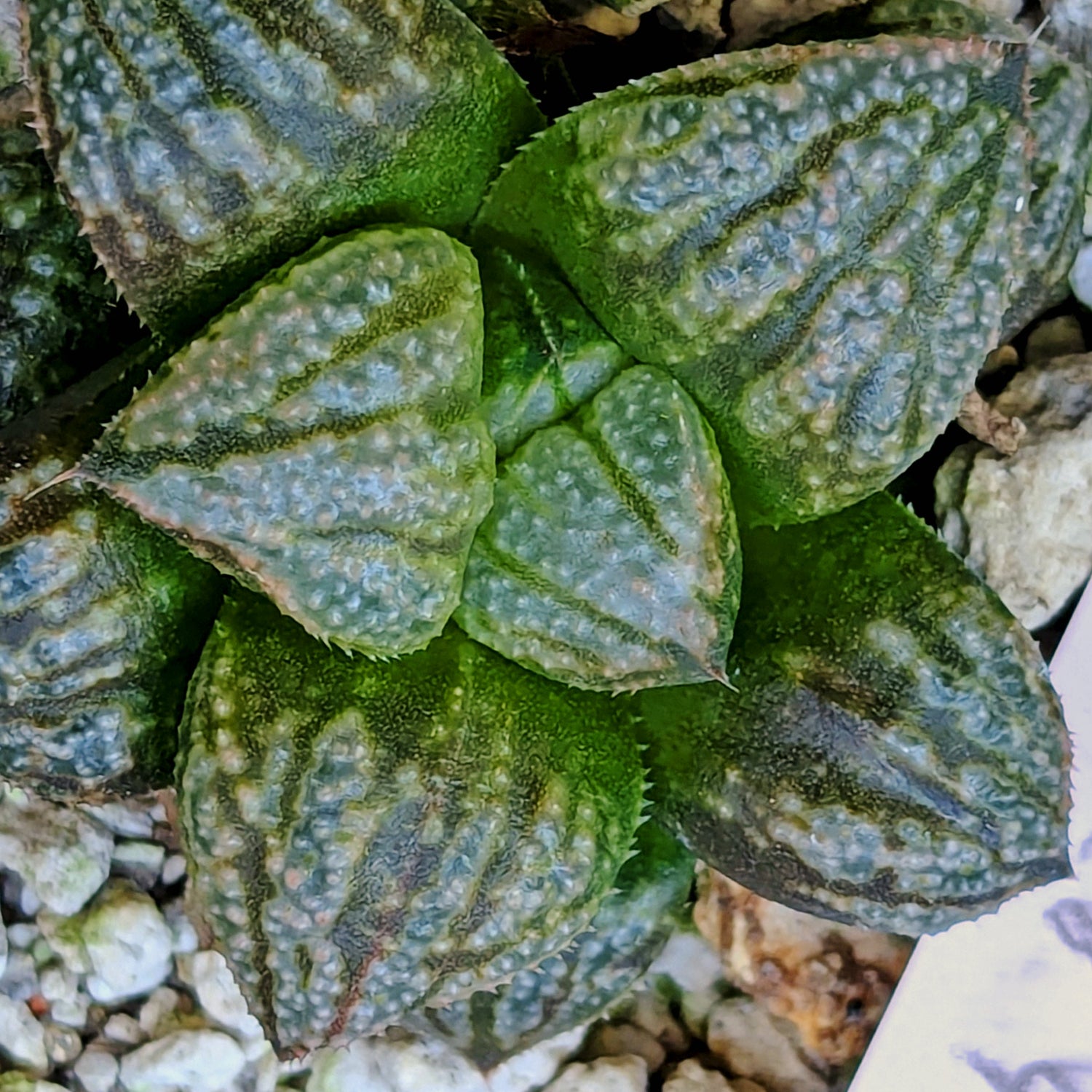 Haworthia "TetraTreasures" PP628 hybrid series #48