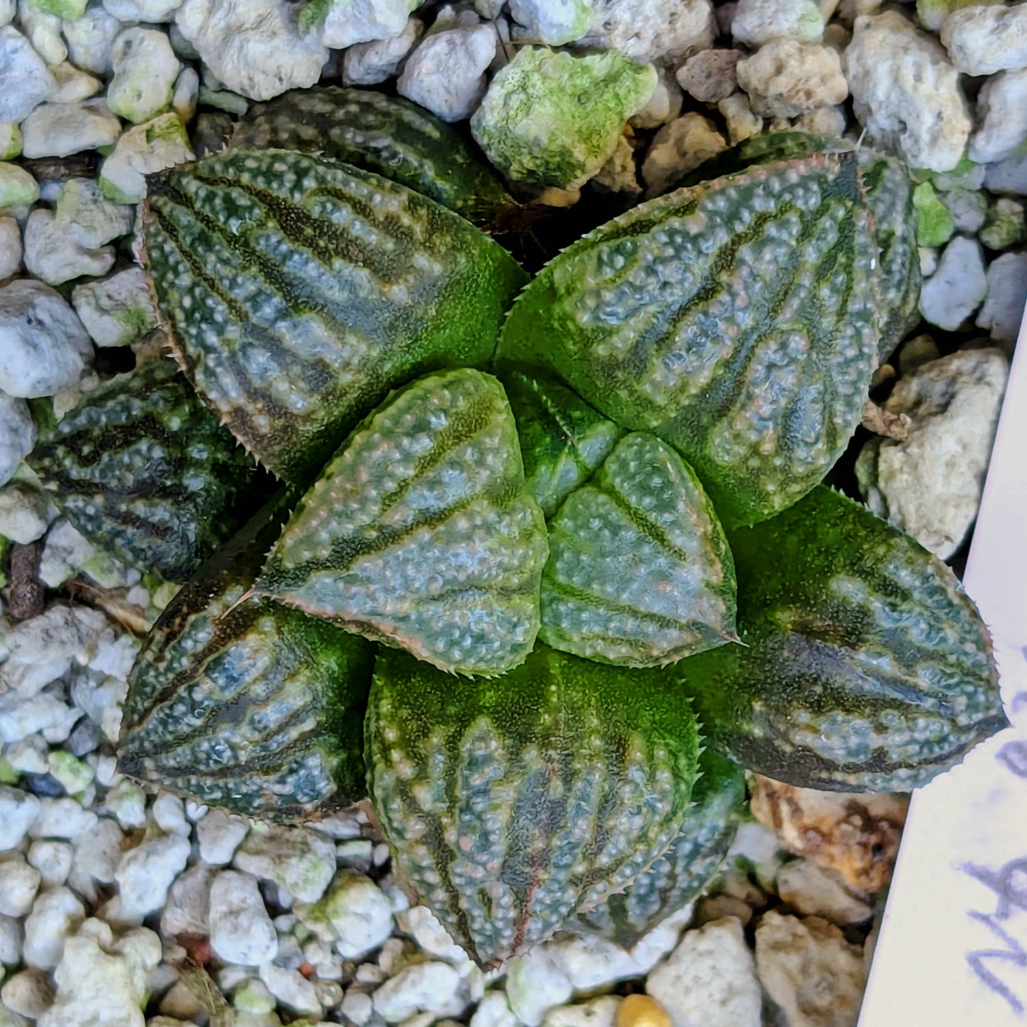 Haworthia "TetraTreasures" PP628 hybrid series #48