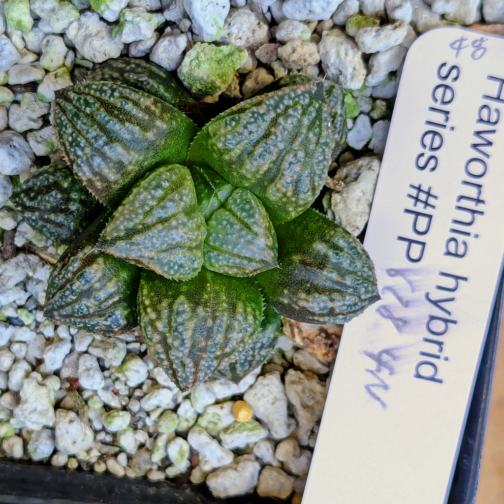 Haworthia "TetraTreasures" PP628 hybrid series #48