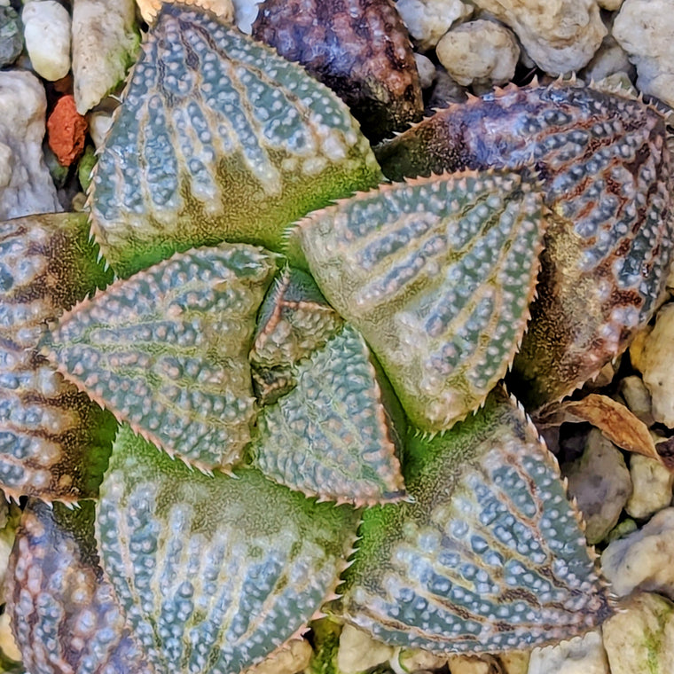 Haworthia PP662 hybrid series #48