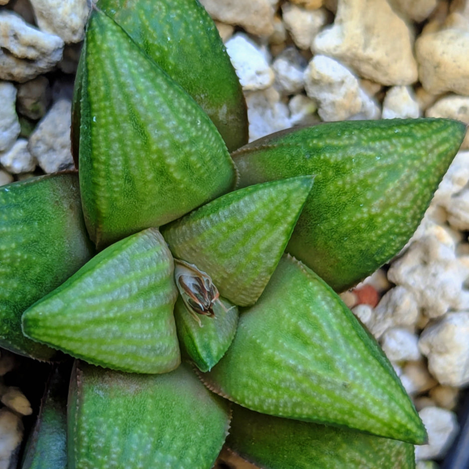 Haworthia  hybrid series PP572 #48