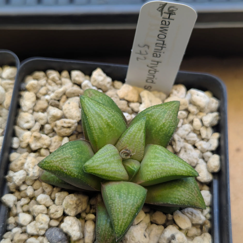 Haworthia  hybrid series PP572 #48