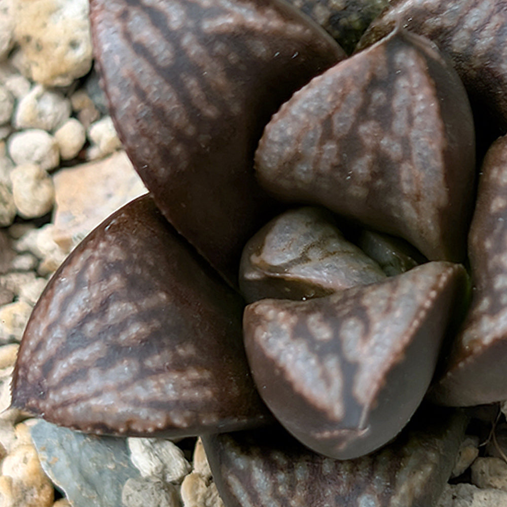 Haworthia PP639 hybrid series #48
