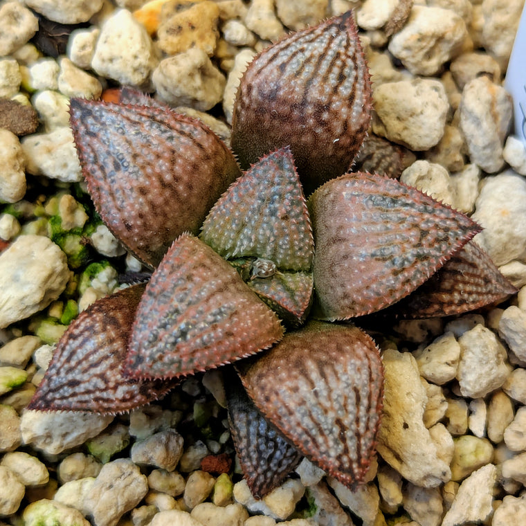 Haworthia  hybrid series PP639 #48
