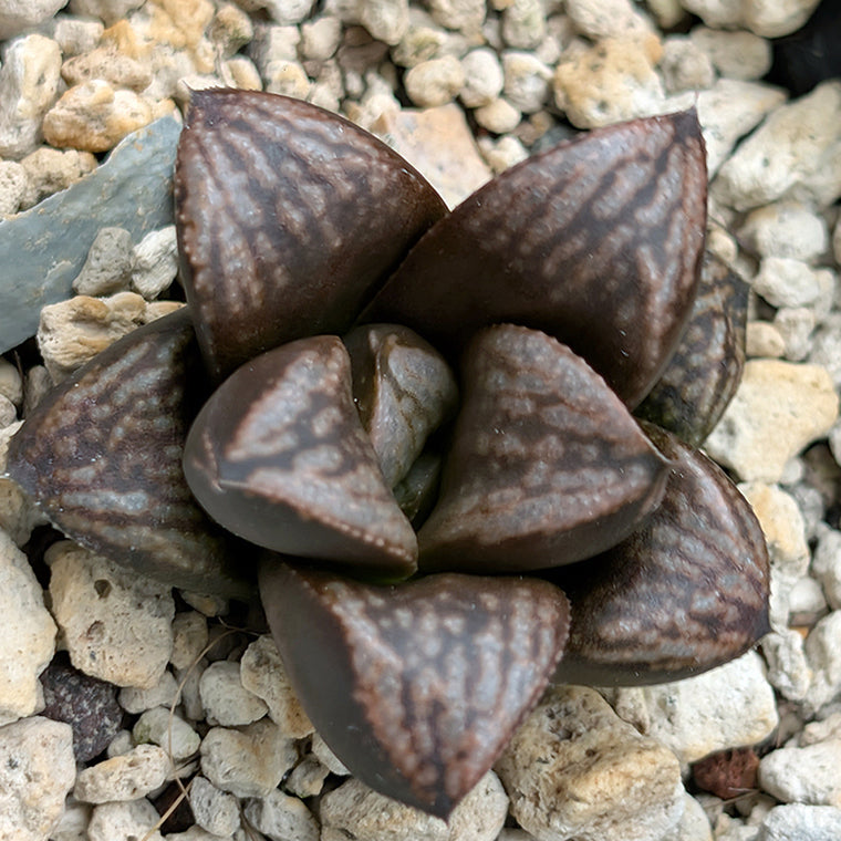 Haworthia PP639 hybrid series #48