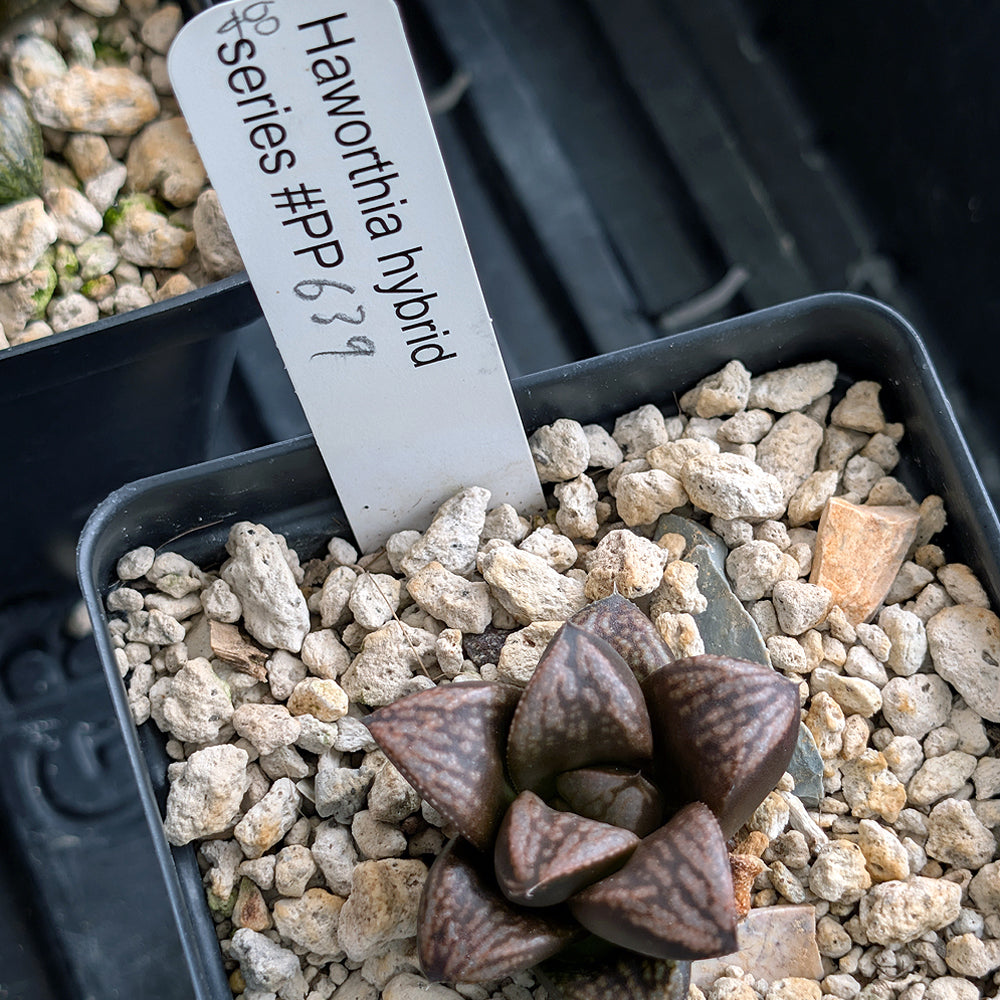 Haworthia PP639 hybrid series #48