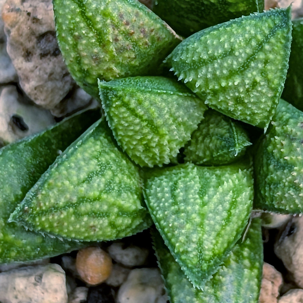 Haworthia PP680 hybrid series #48