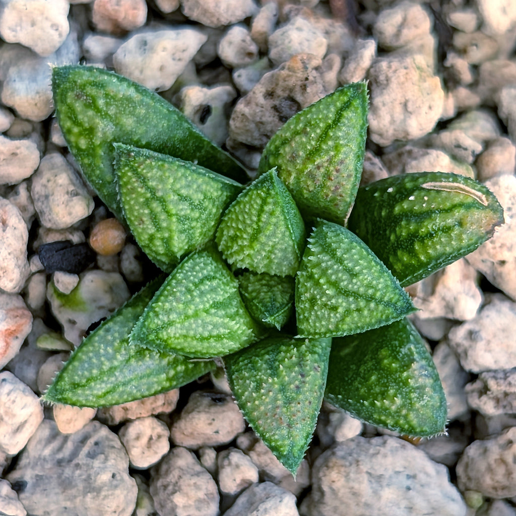 Haworthia PP680 hybrid series #48