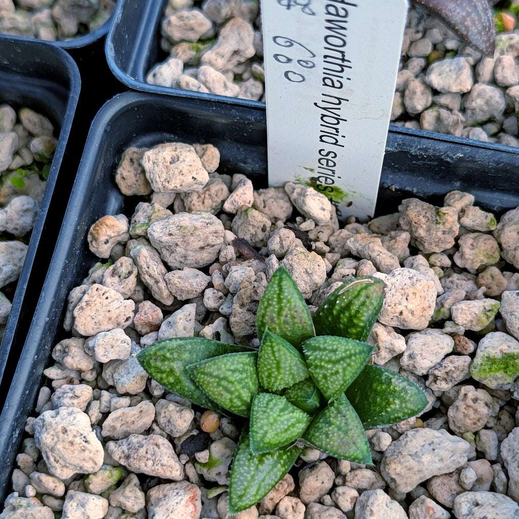 Haworthia PP680 hybrid series #48