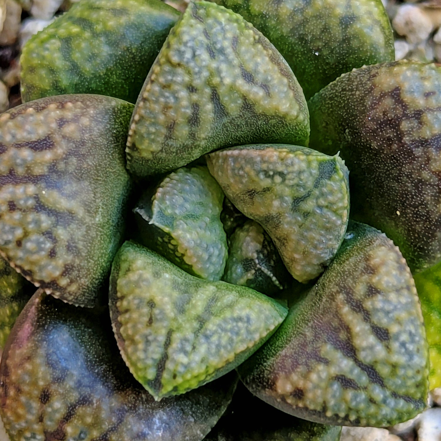 Haworthia PP636 hybrid series #49