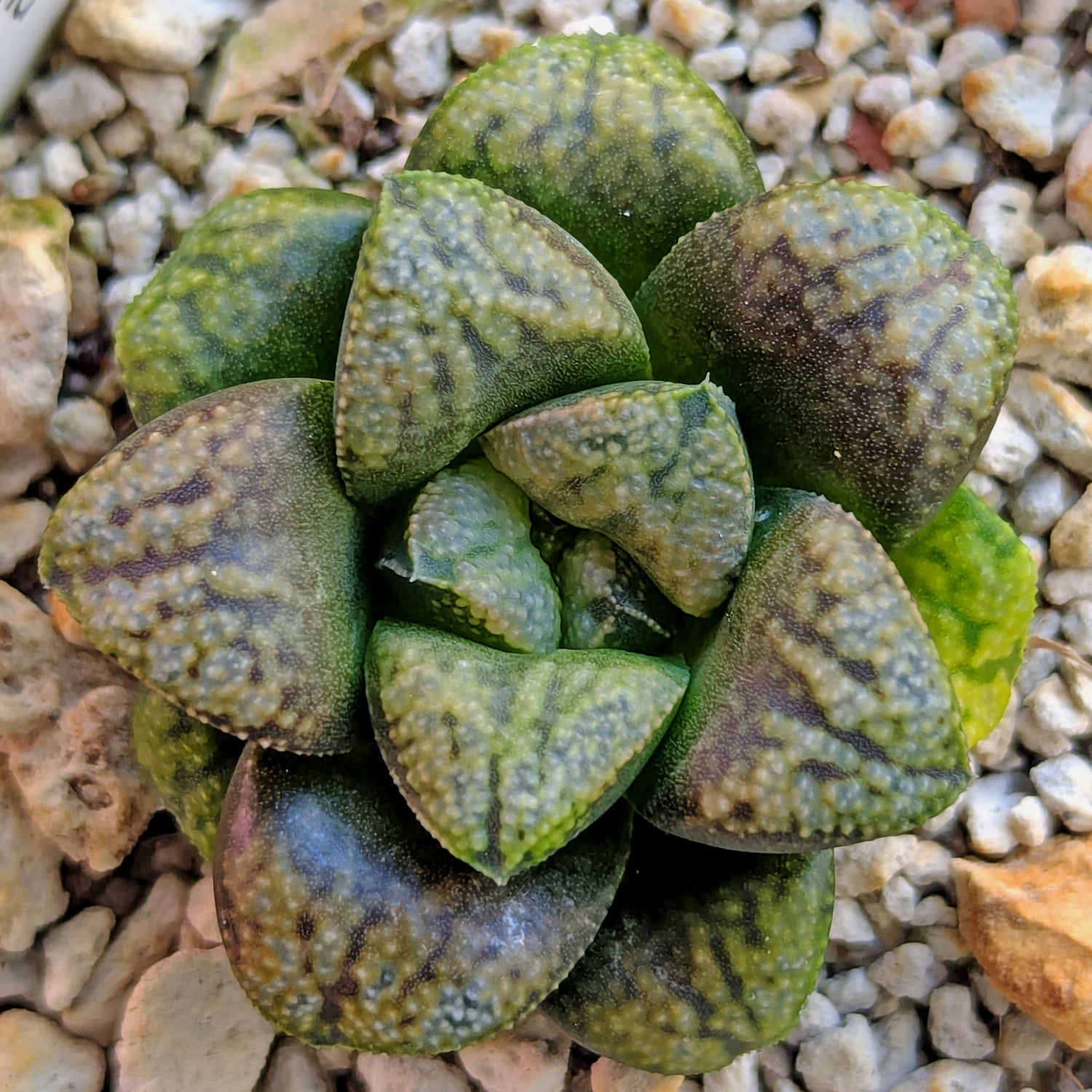 Haworthia PP636 hybrid series #49