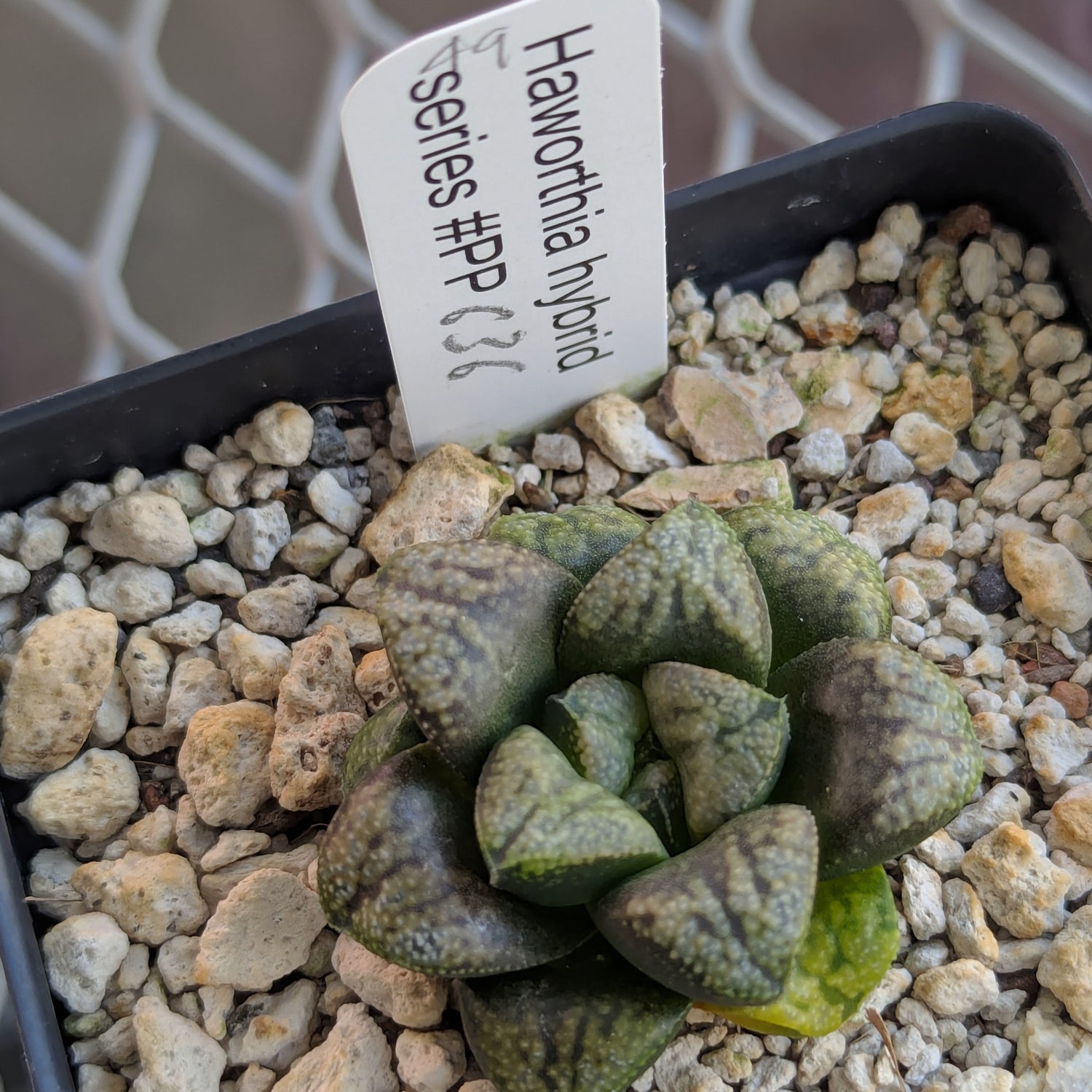 Haworthia PP636 hybrid series #49
