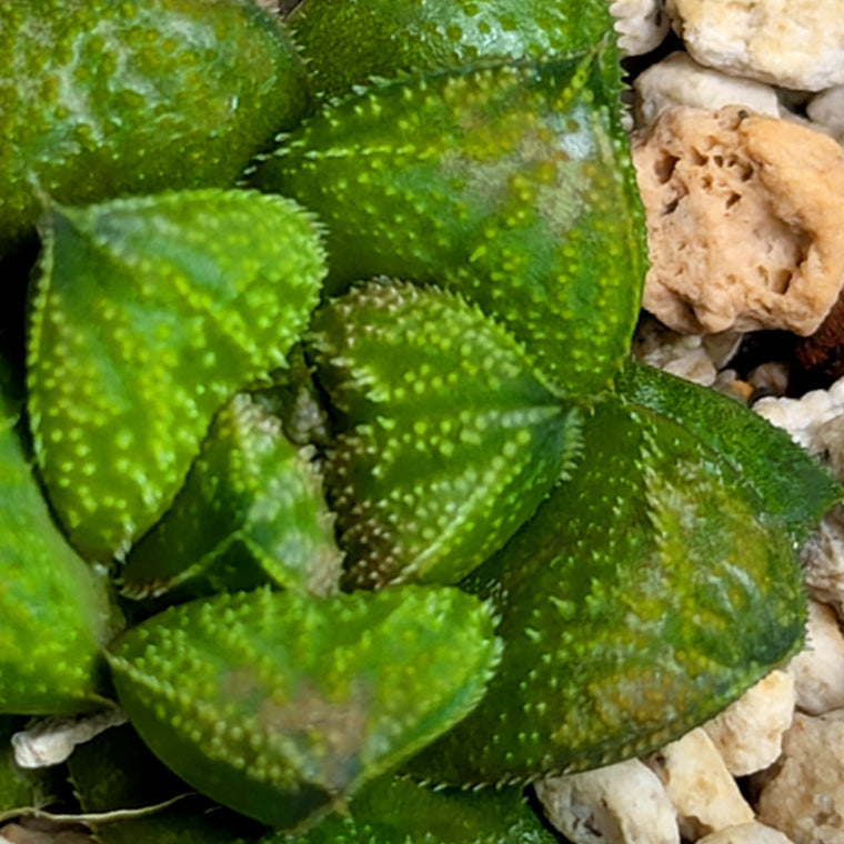 Haworthia PP574 hybrid series #49