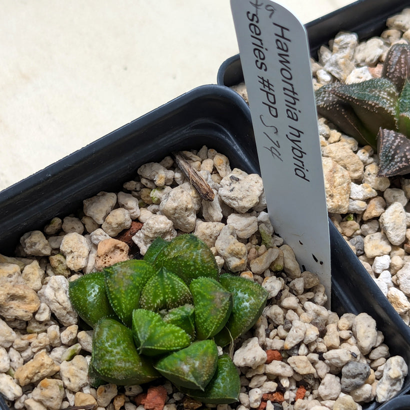 Haworthia PP574 hybrid series #49