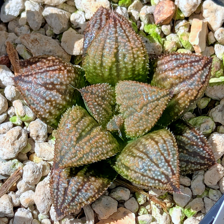 Haworthia 