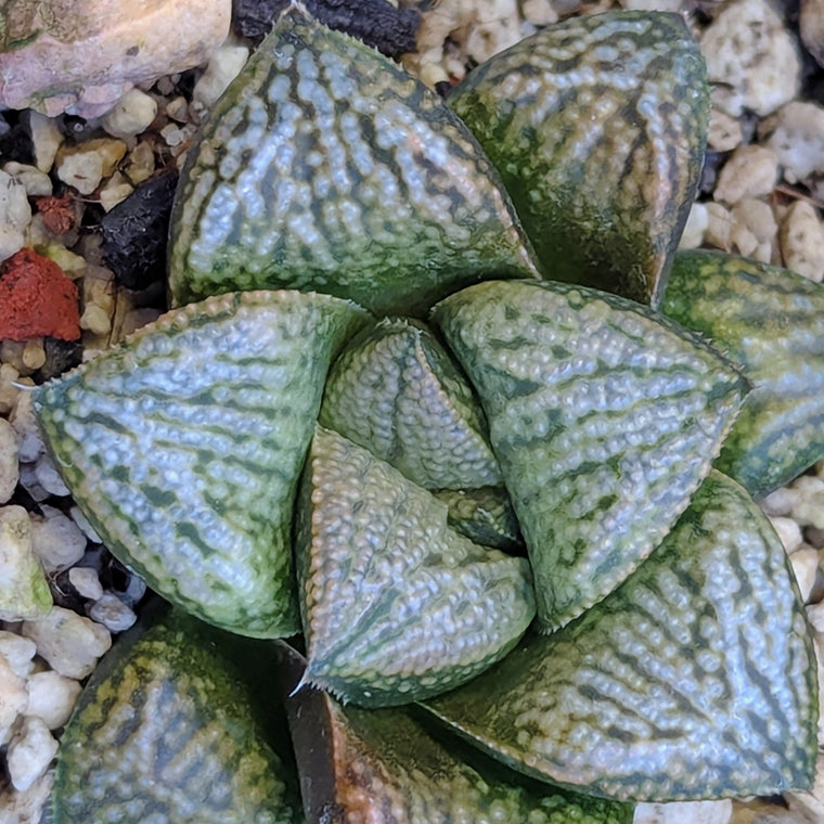 Haworthia PP639 hybrid series #49