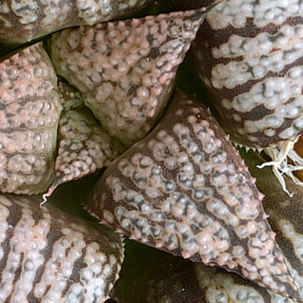 Haworthia PP331 hybrid series #49