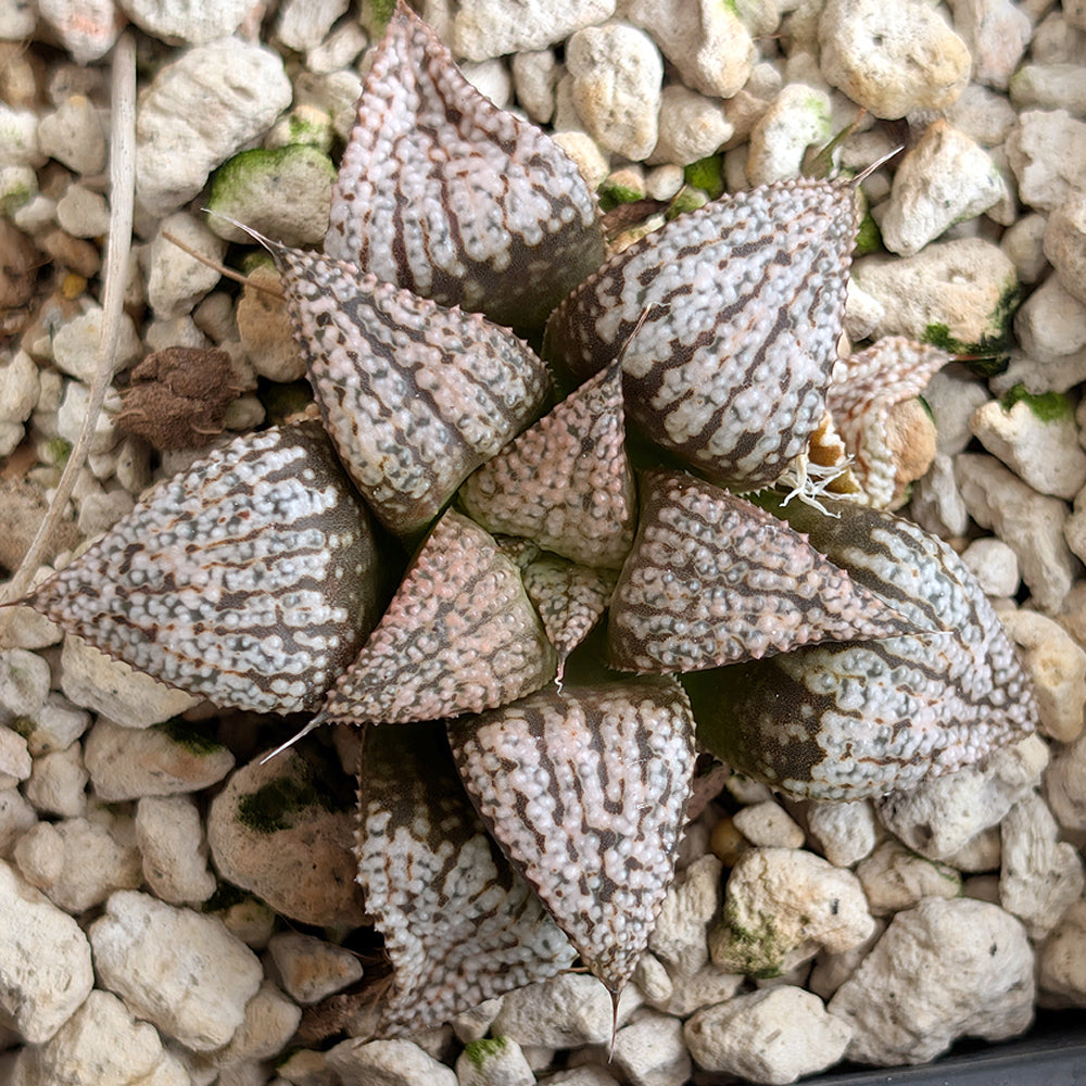 Haworthia PP331 hybrid series #49