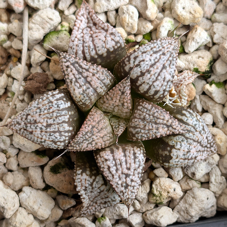 Haworthia PP331 hybrid series #49
