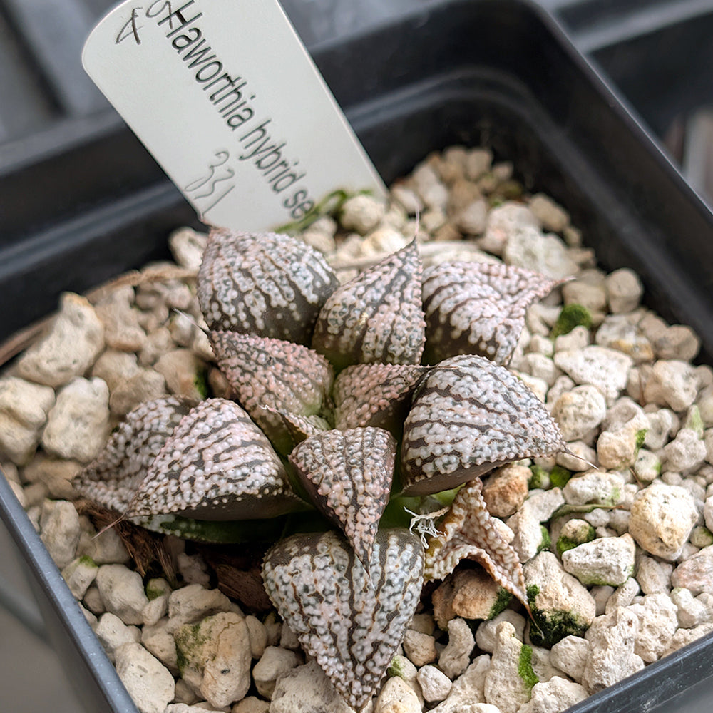 Haworthia PP331 hybrid series #49