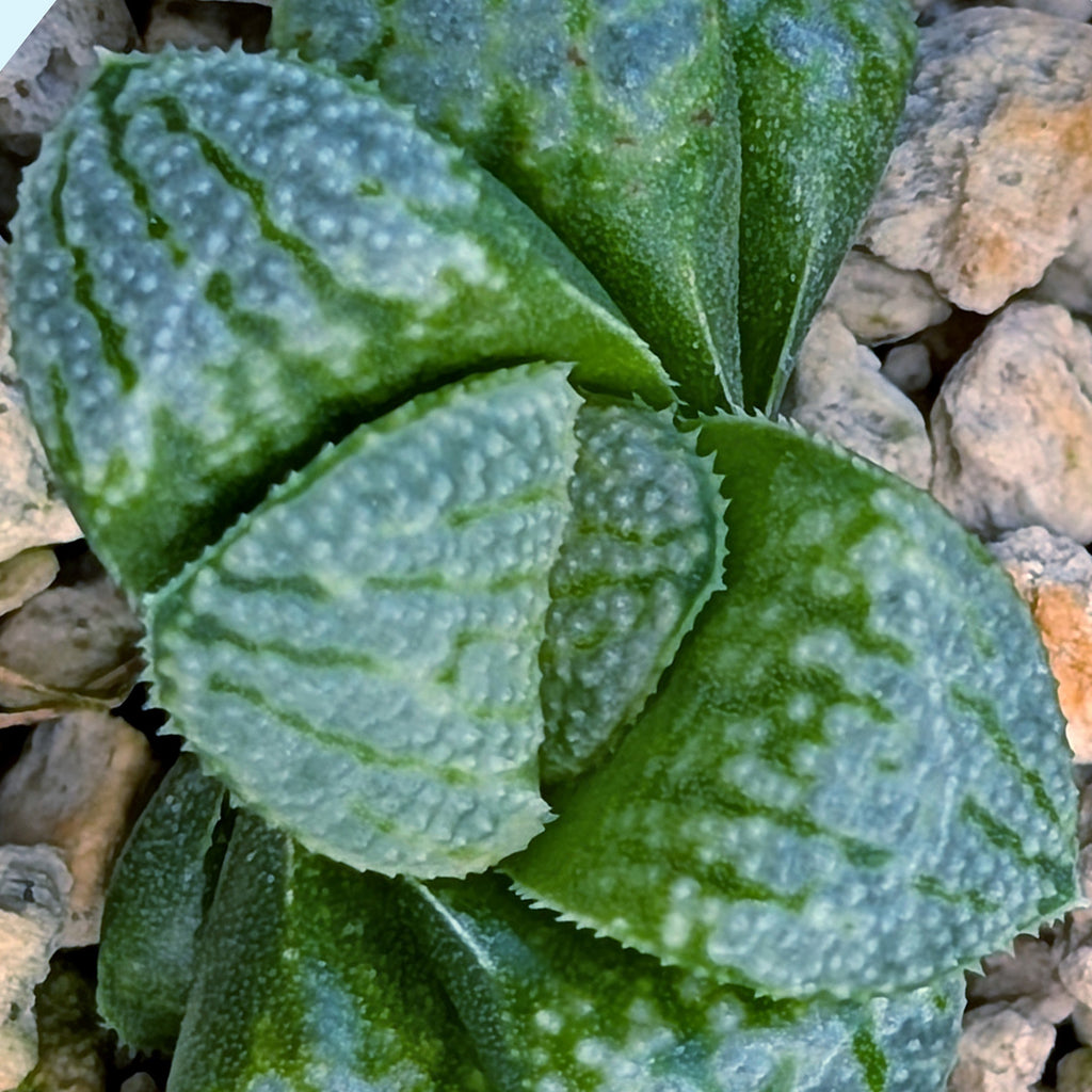 Haworthia PP671 hybrid series #49