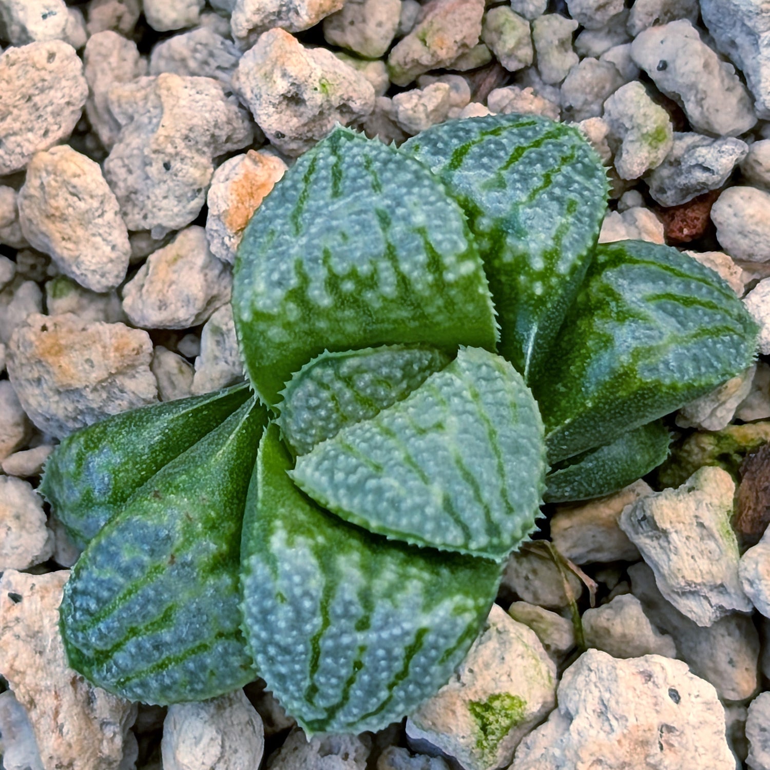Haworthia PP671 hybrid series #49