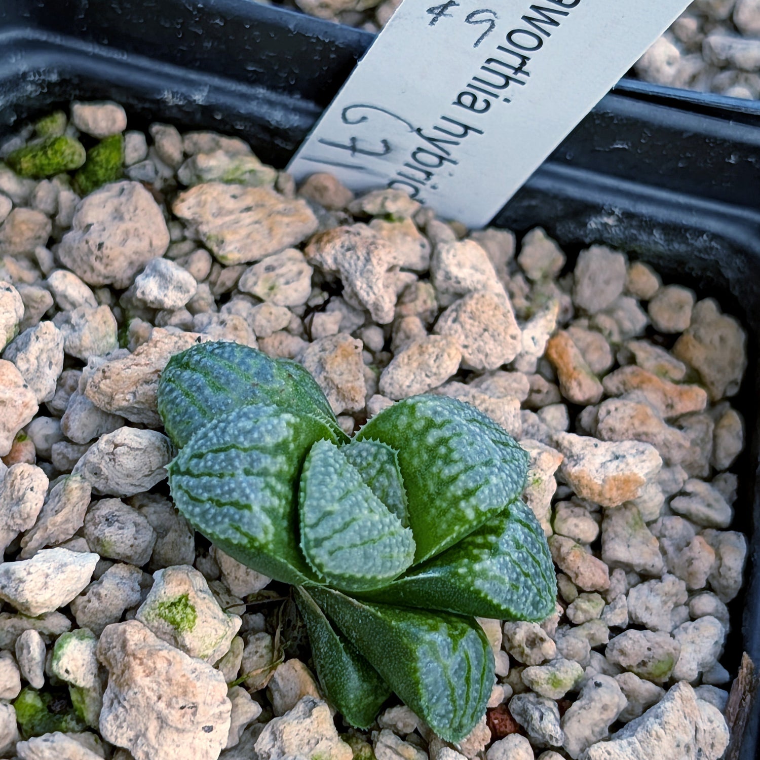 Haworthia PP671 hybrid series #49
