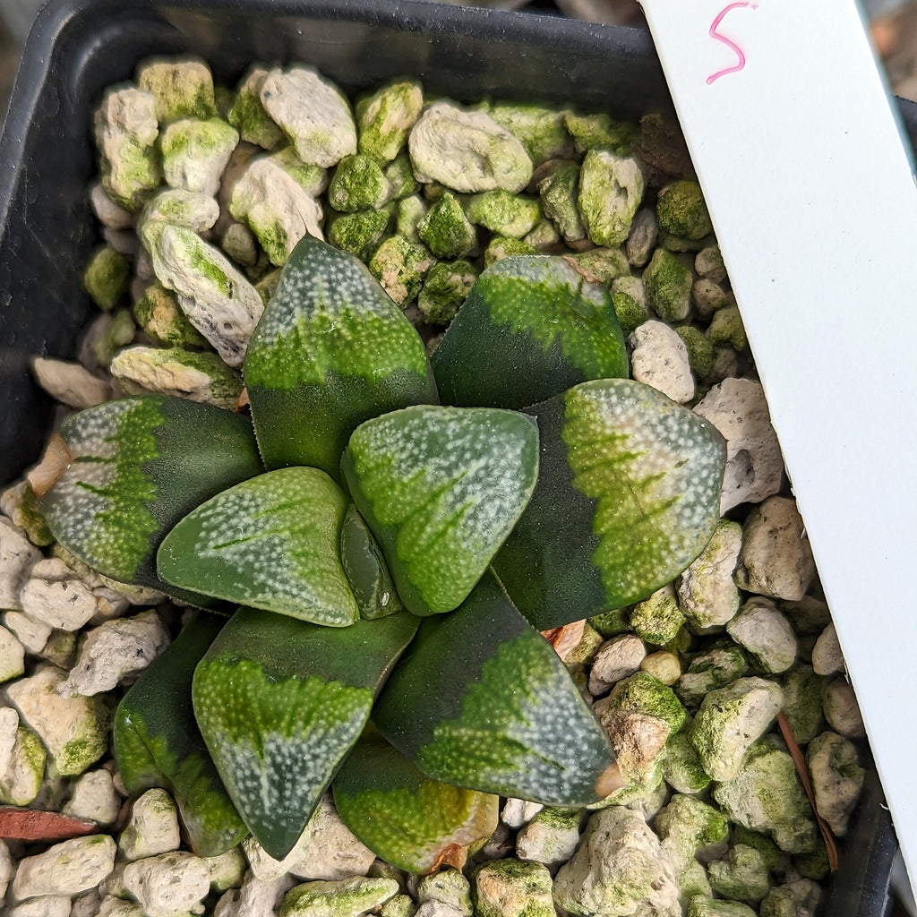 Haworthia groenewaldii hybrid series PP306 #5 SOLD OUT