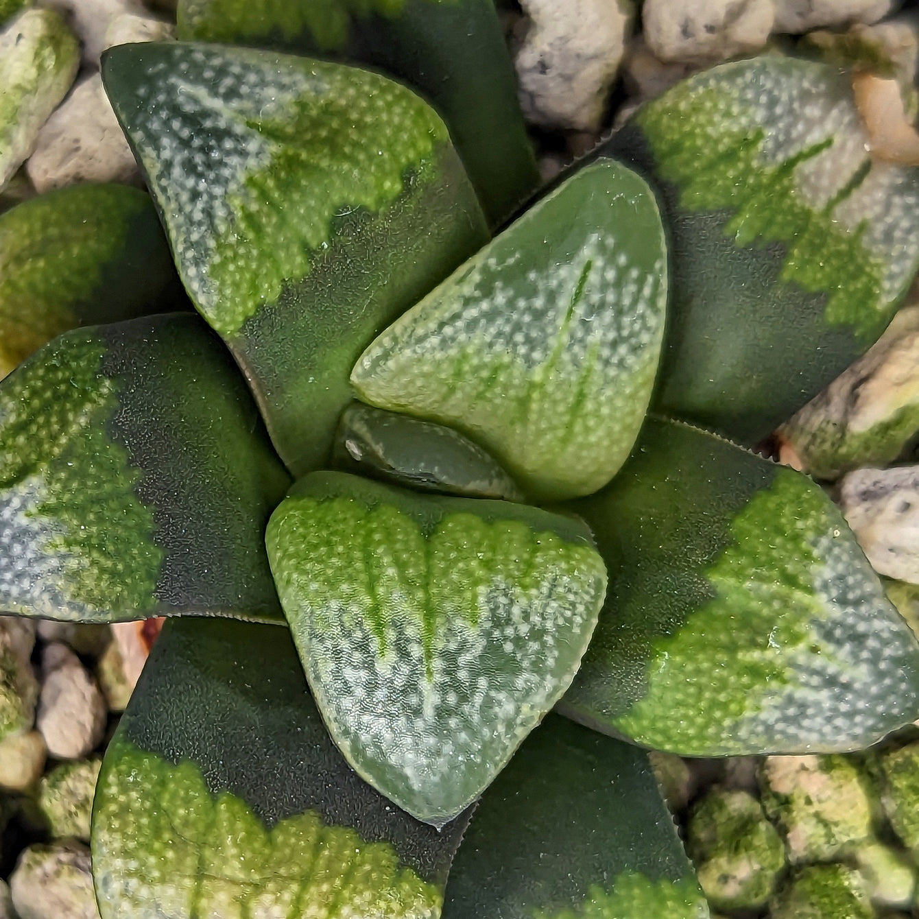 Haworthia groenewaldii hybrid series PP306 #5 SOLD OUT