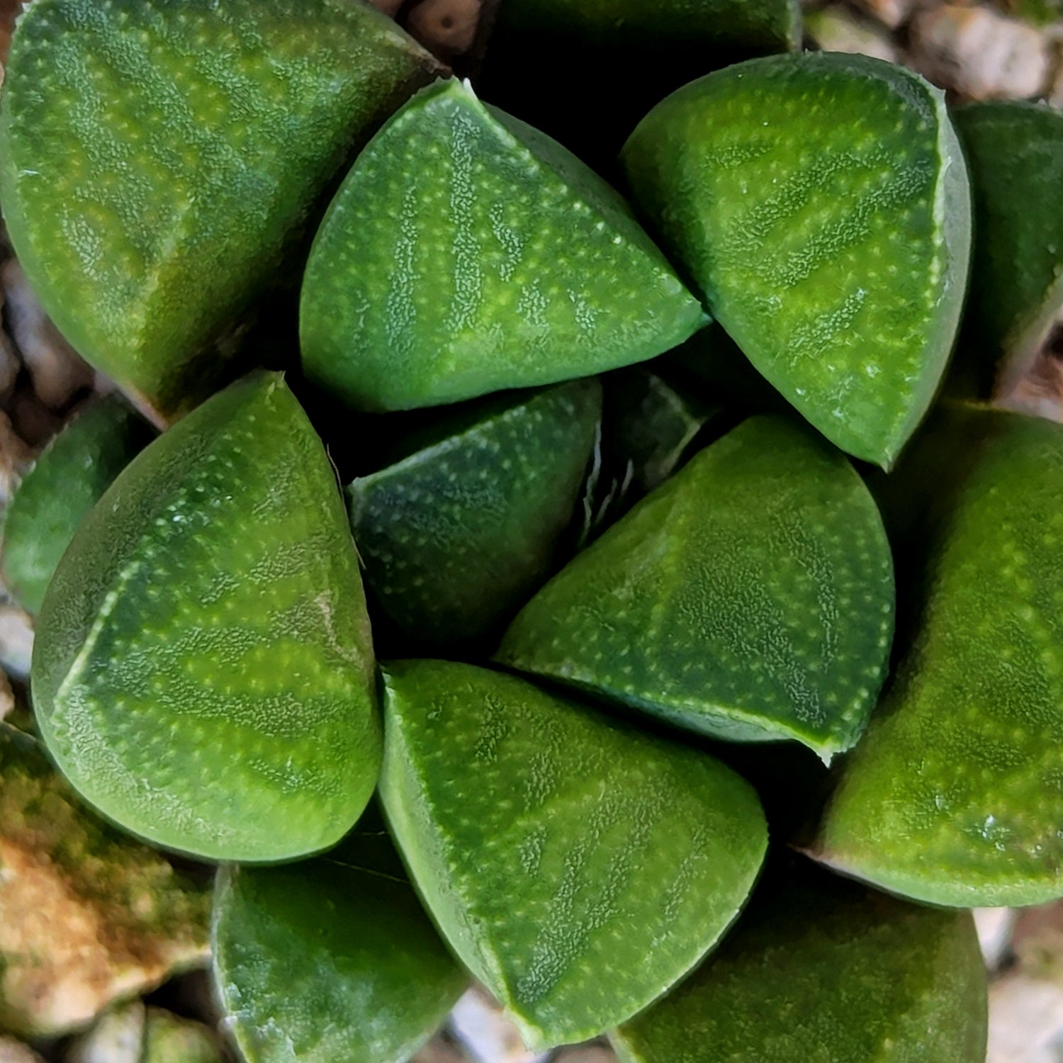 Haworthia PP576 hybrid series #5