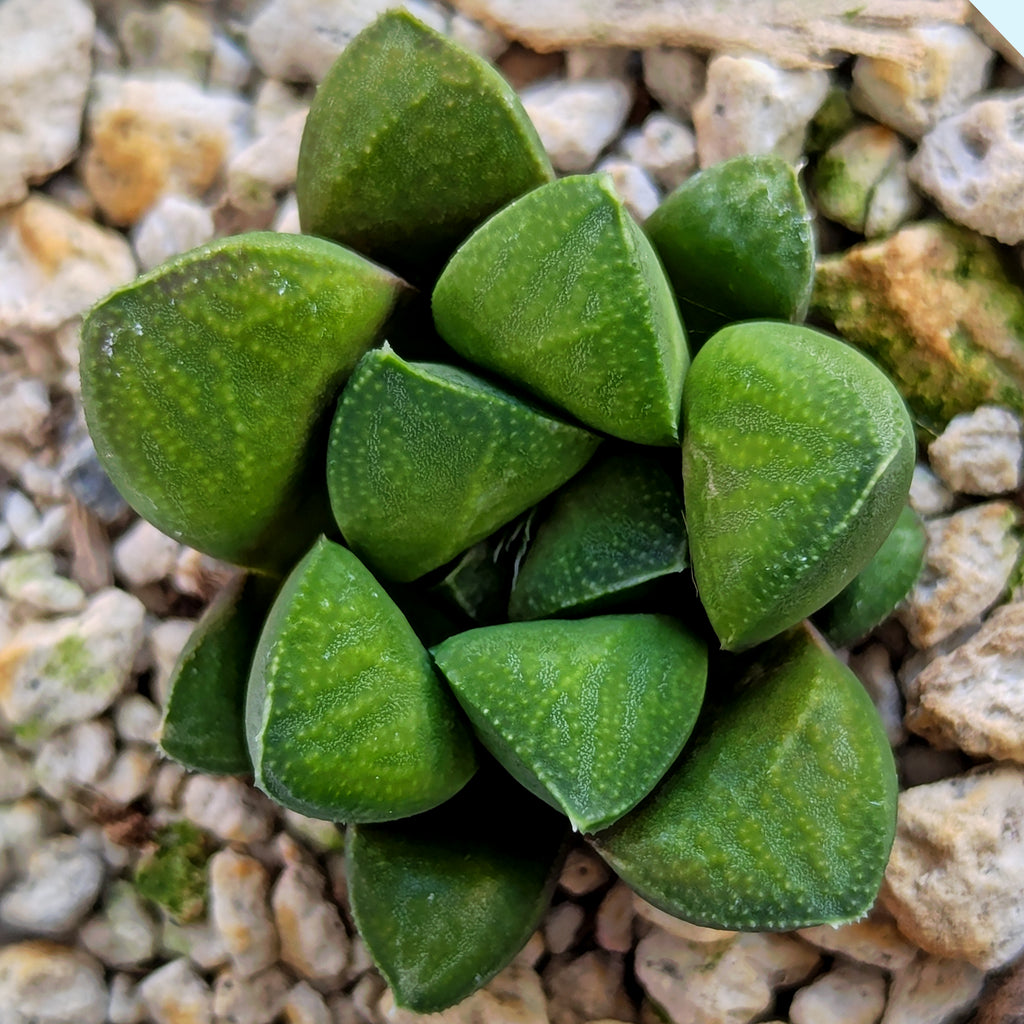 Haworthia PP576 hybrid series #5
