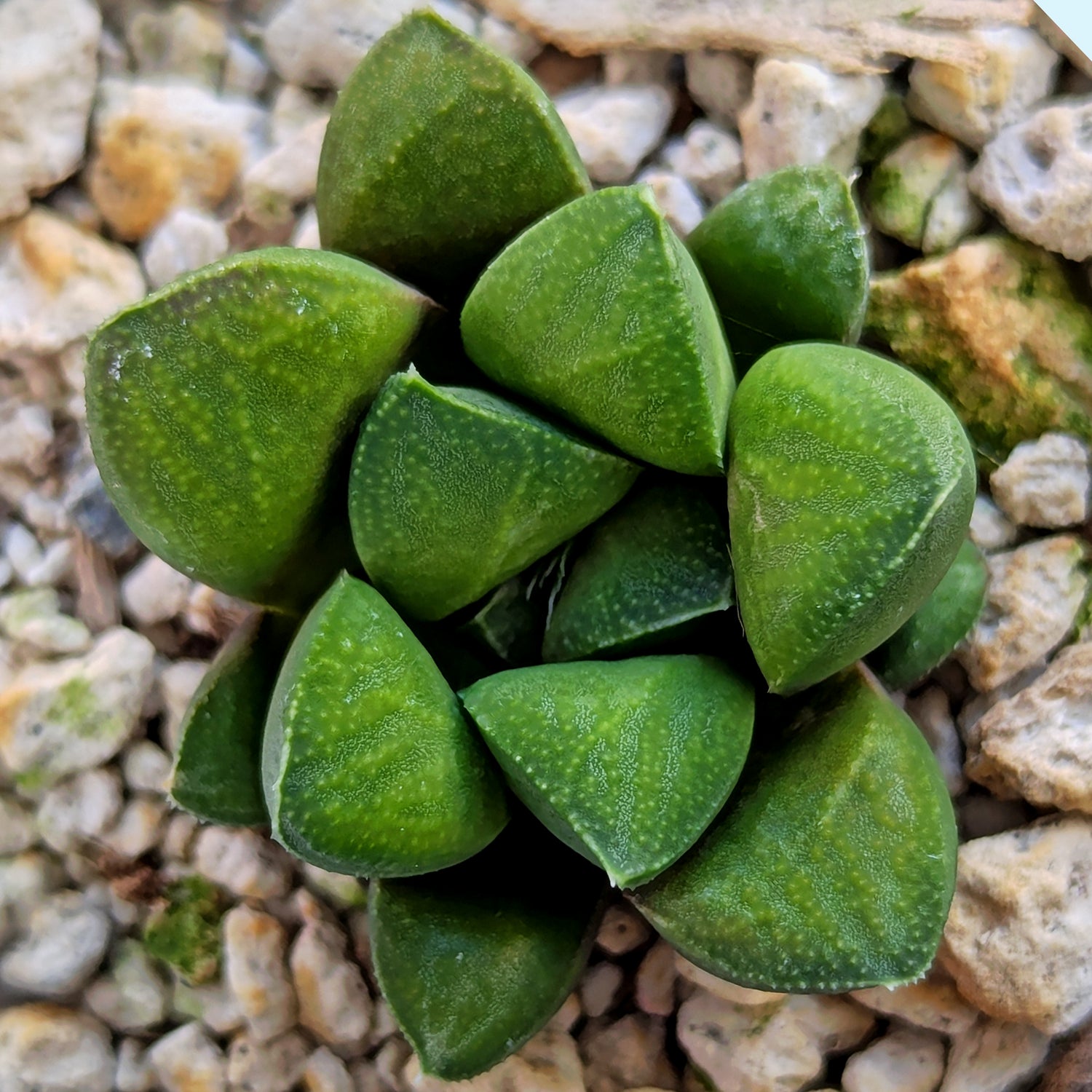 Haworthia PP576 hybrid series #5