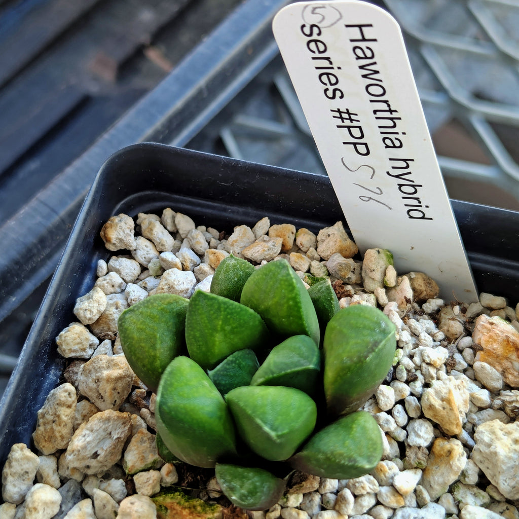 Haworthia PP576 hybrid series #5