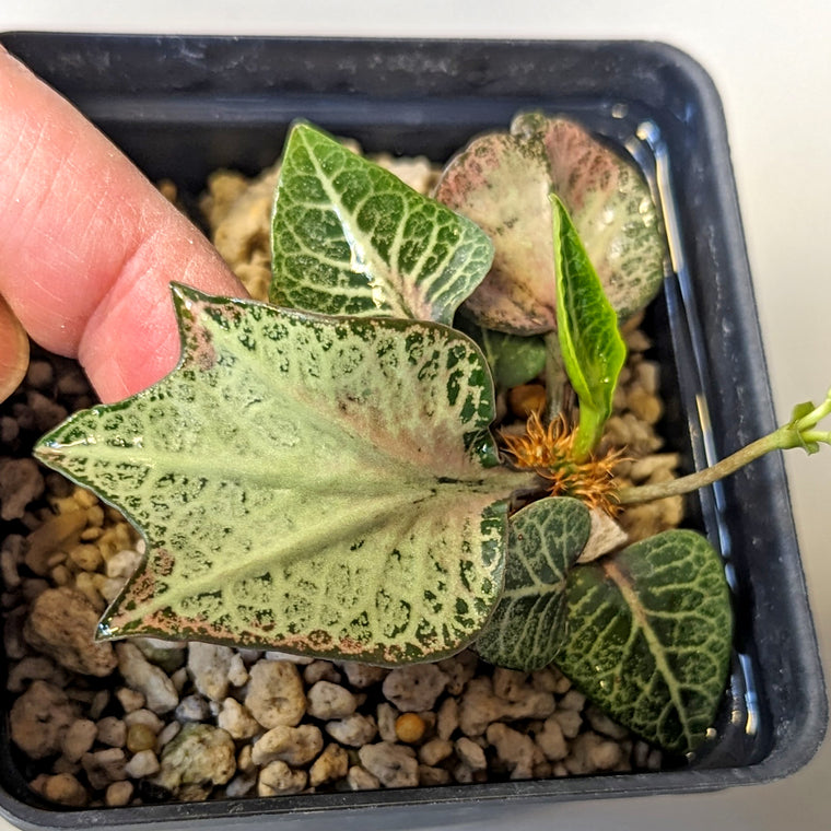 Euphorbia francoisii #5