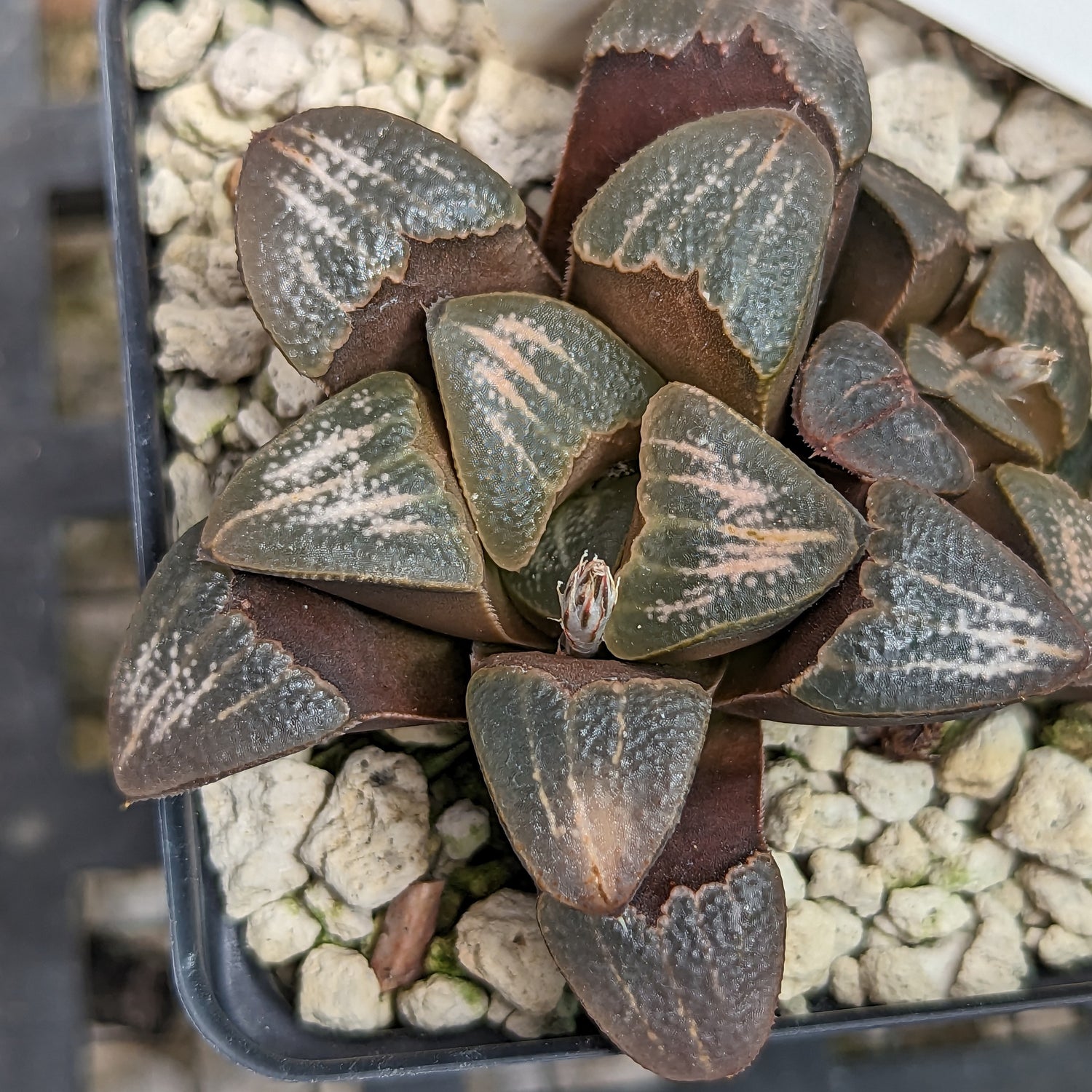 Haworthia groenewaldii back-cross hybrid series PP410  #5 SOLD OUT