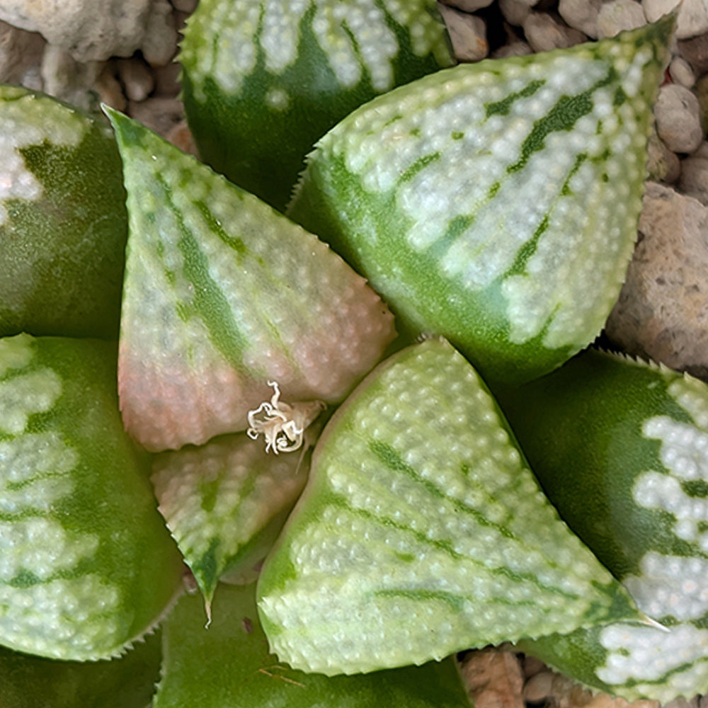 Haworthia PP619 hybrid series #5