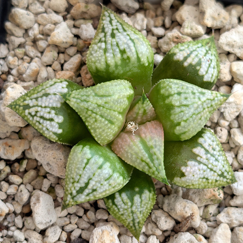 Haworthia PP619 hybrid series #5