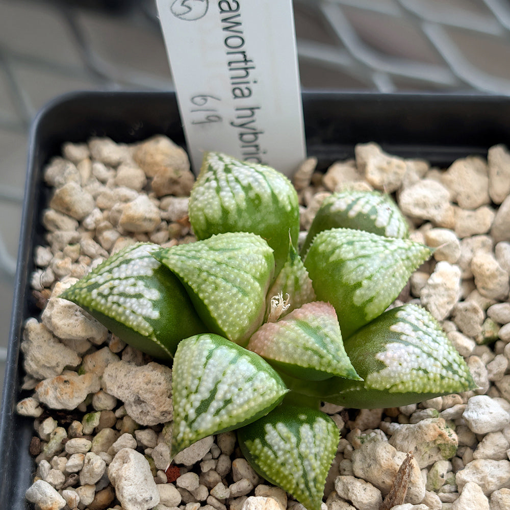 Haworthia PP619 hybrid series #5