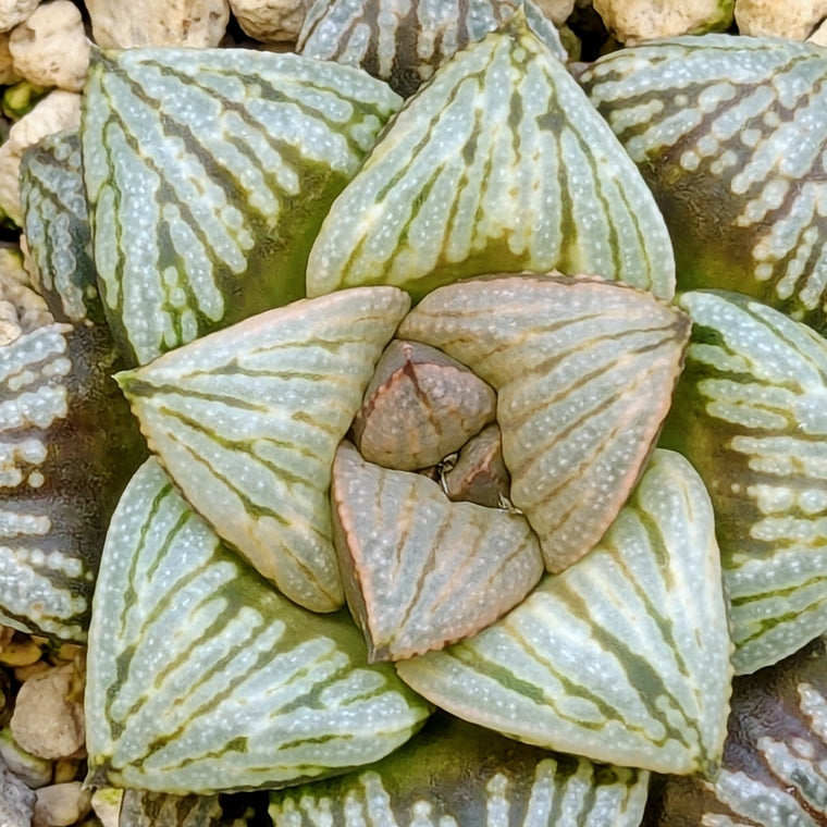 Haworthia PP564 hybrid series #5
