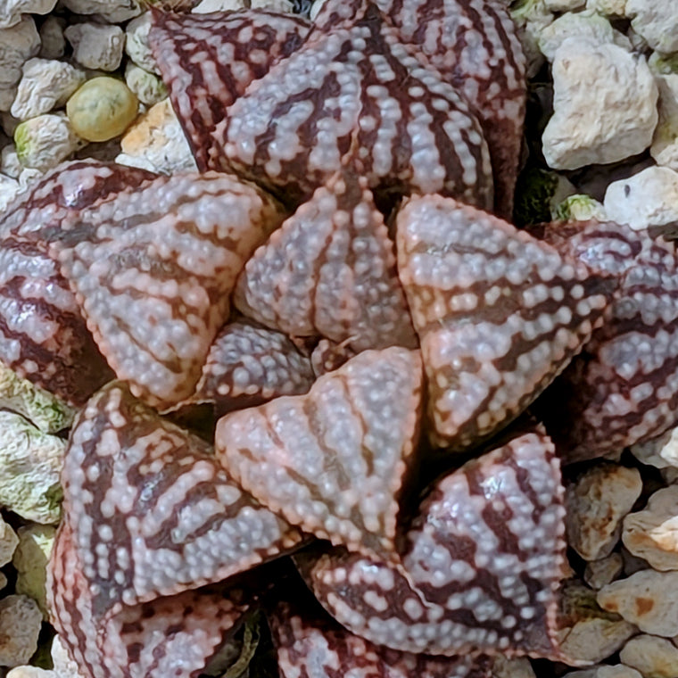 Haworthia PP614 hybrid series #5