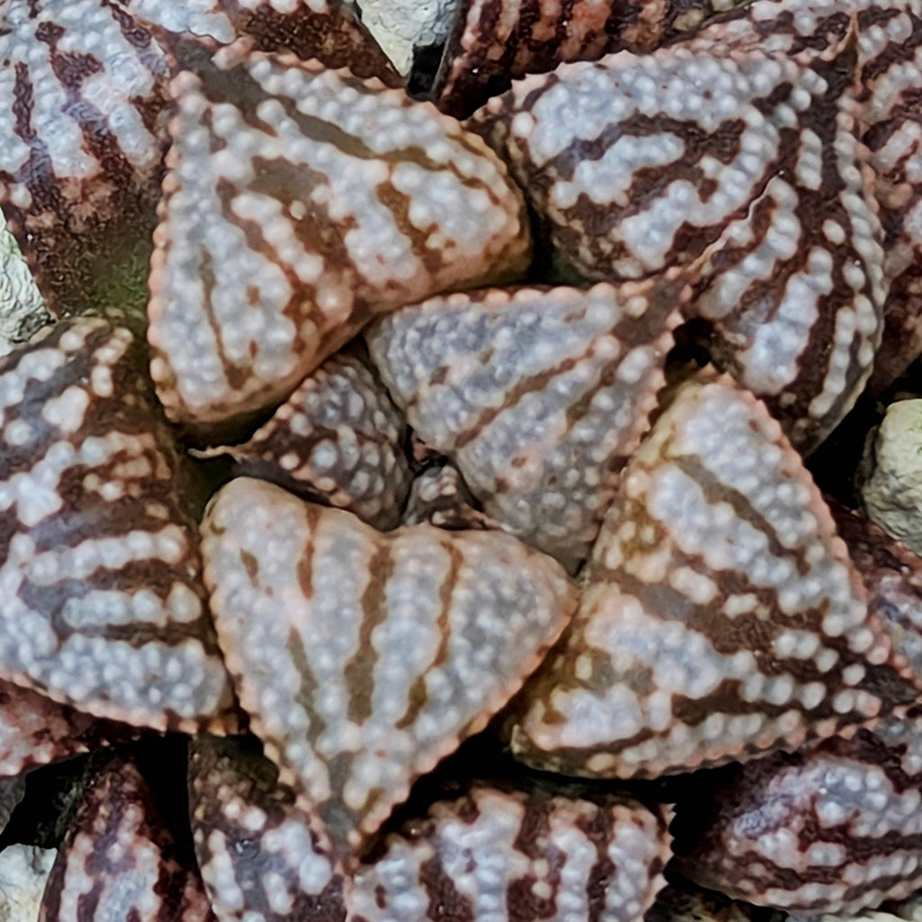 Haworthia PP614 hybrid series #5