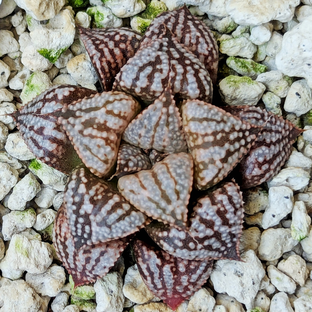 Haworthia PP614 hybrid series #5
