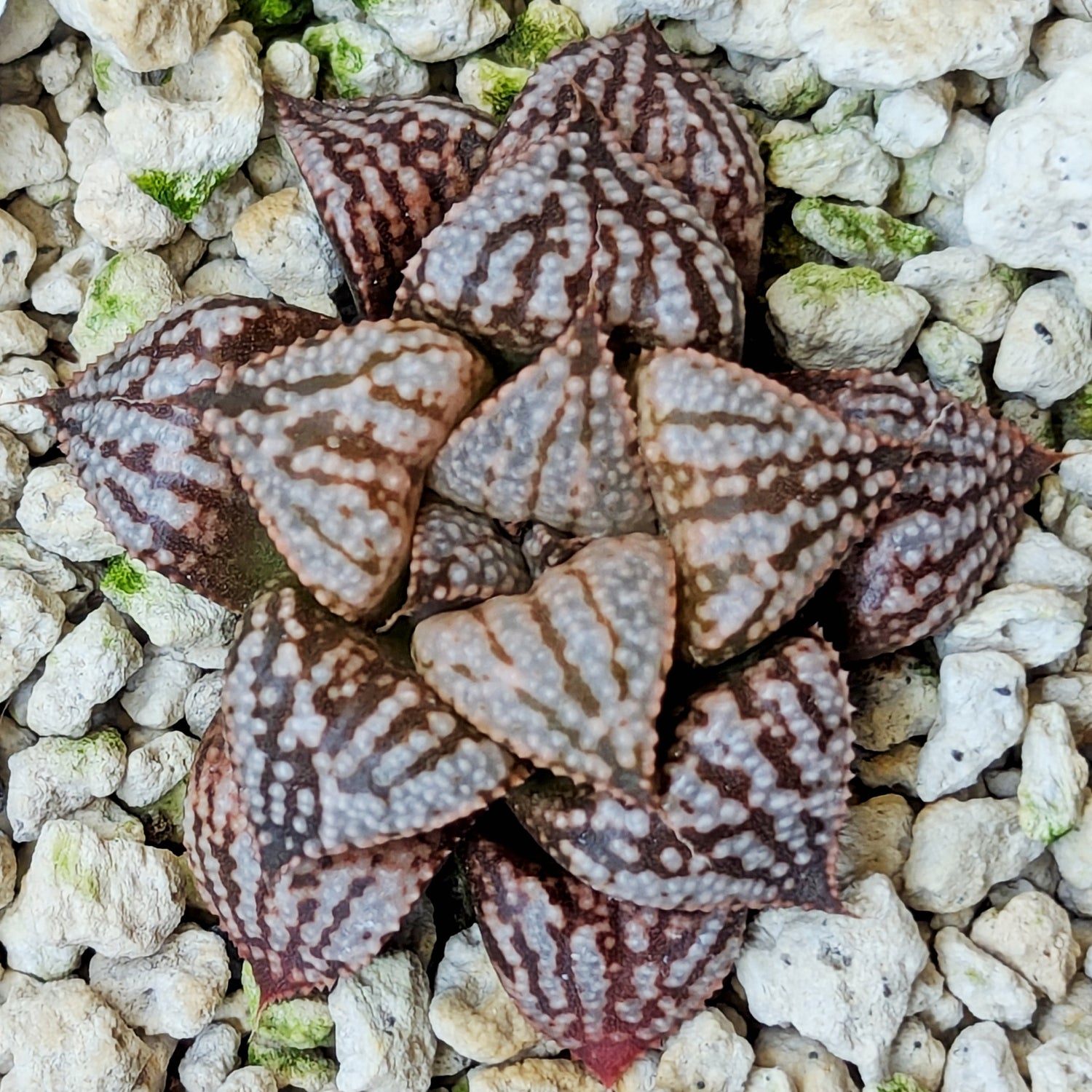 Haworthia PP614 hybrid series #5
