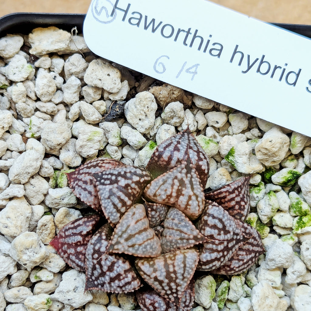Haworthia PP614 hybrid series #5